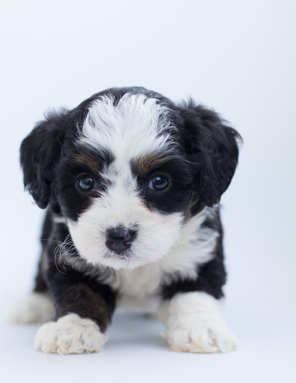 black and white maltese puppy